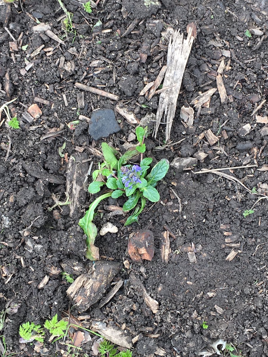TheBerryMaze's tweet photo. Our 500 wild flower plants generously donated by  @Buzz_dont_tweet are settling in nicely. Thanks guys! You’re awesome! https://t.co/cSUQmqf0jX