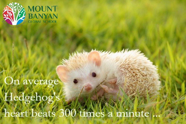 BanyanMount's tweet photo. Do you know ?

On average #Hedgehog's heart beats 300 times a minute.

#mbgs #MountBanyanGlobalSchool #kids #schools #hyderabad #bestschools #playschools #kidsschools #preschools https://t.co/ETPPqdq2b4