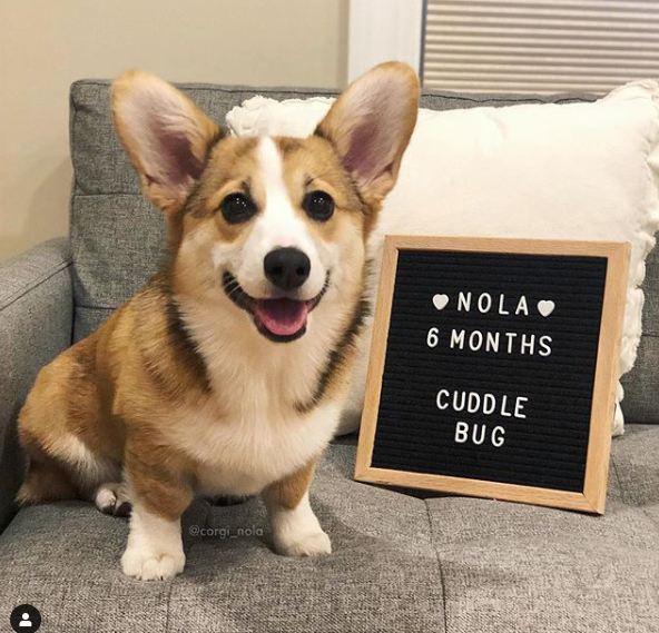 corgilover990 tweet picture