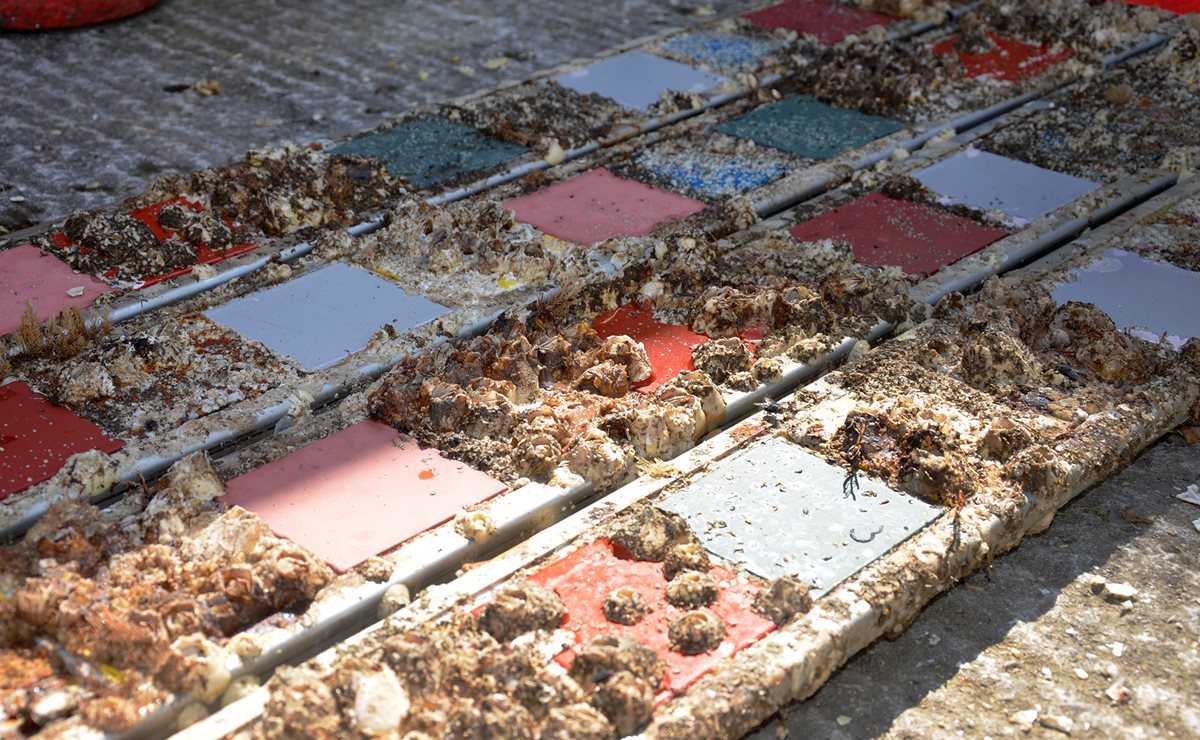 PlymouthMarine's tweet image. PML Applications' Dr Tom Vance is presenting his work on #biofouling at the @theGEF @UNDP @IMOHQ GloFouling Partnerships Project inception workshop this week. Read more about the project that addresses the negative effects of invasive aquatic species: bit.ly/2TQ6jef