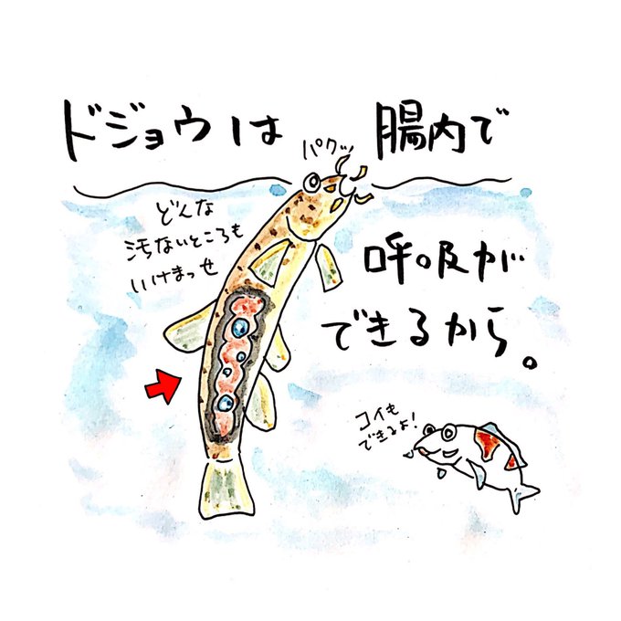 ドジョウのtwitterイラスト検索結果 古い順 ドジョウのtwitterイラスト検索結果 古い順