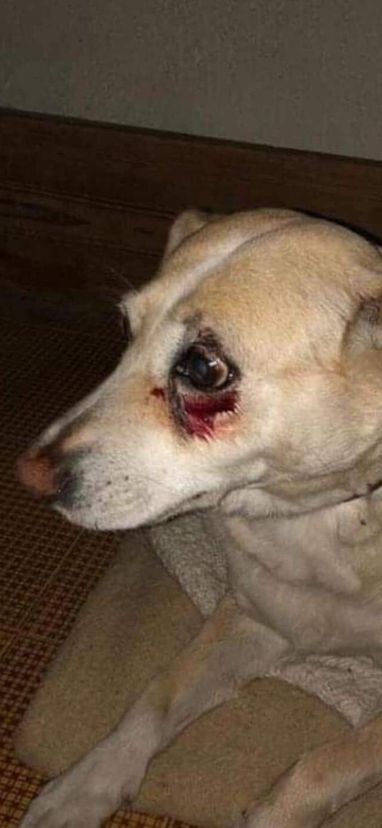 massimo4951's tweet photo. 🆘 🆘 🆘 URGENTISSIMO CAGNOLINA PICCHIATA DA I NUOVI INQUILINI 😠😠CERCA UNA FAMIGLIA https://t.co/Va8SkgIAyD