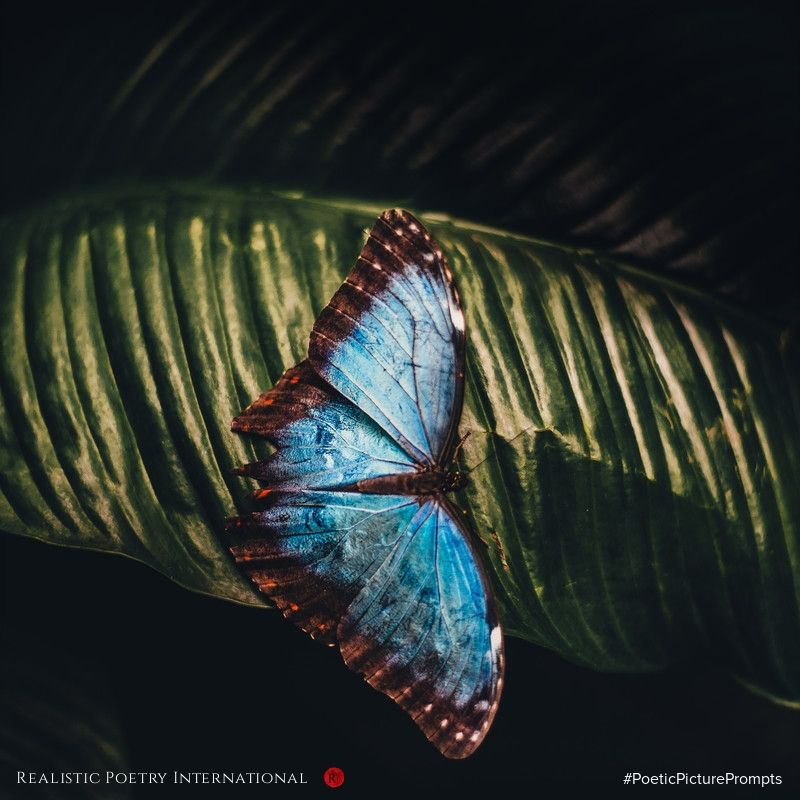 Its_SMQ's tweet photo. @RealisticPoetry Dressed in blue,
With shades of red hue,
I'm a butterfly!
I'm a butterfly!
Flower to flower,
I love to fly,
I'm a butterfly!
I'm a butterfly!
#WritingCommunity #ChildrensBooks #Childsong https://t.co/1hGV4eSM9V