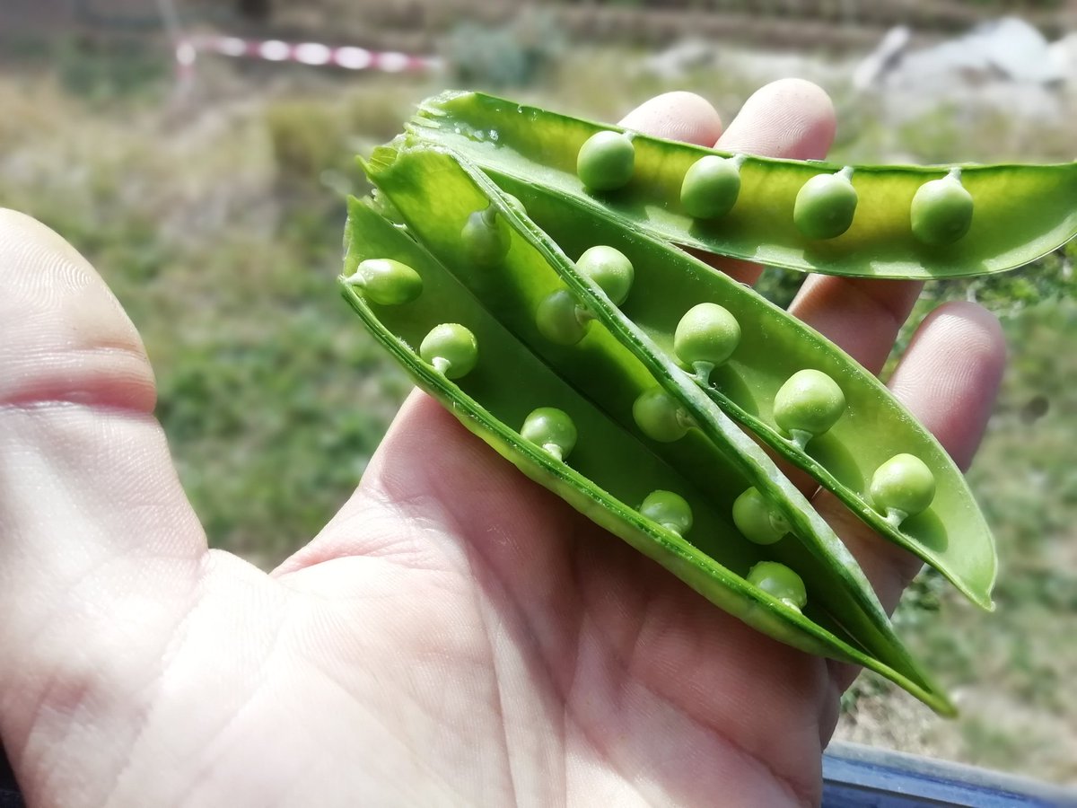 Mosaicagrari's tweet photo. Comencem la collita del pèsol a l'hort de @restaurantcanrin i @hostaldecabrils
#pèsol #agriculturaecologica #cabrils #turodenrompons #canrin #hostaldelaplaça #km0 #slowfood https://t.co/7zRUbtde6V