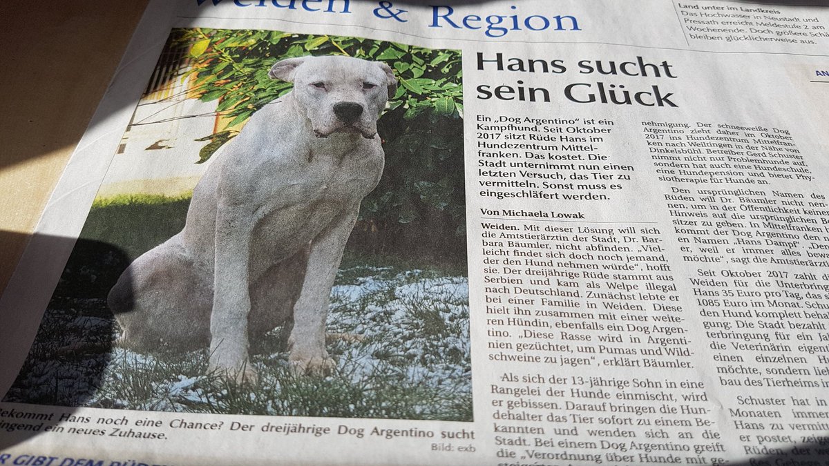 DalmiDer's tweet image. Bitte retweeten, sonst wird er eingeschläfert. 
3 Jahre Alt. 🐾