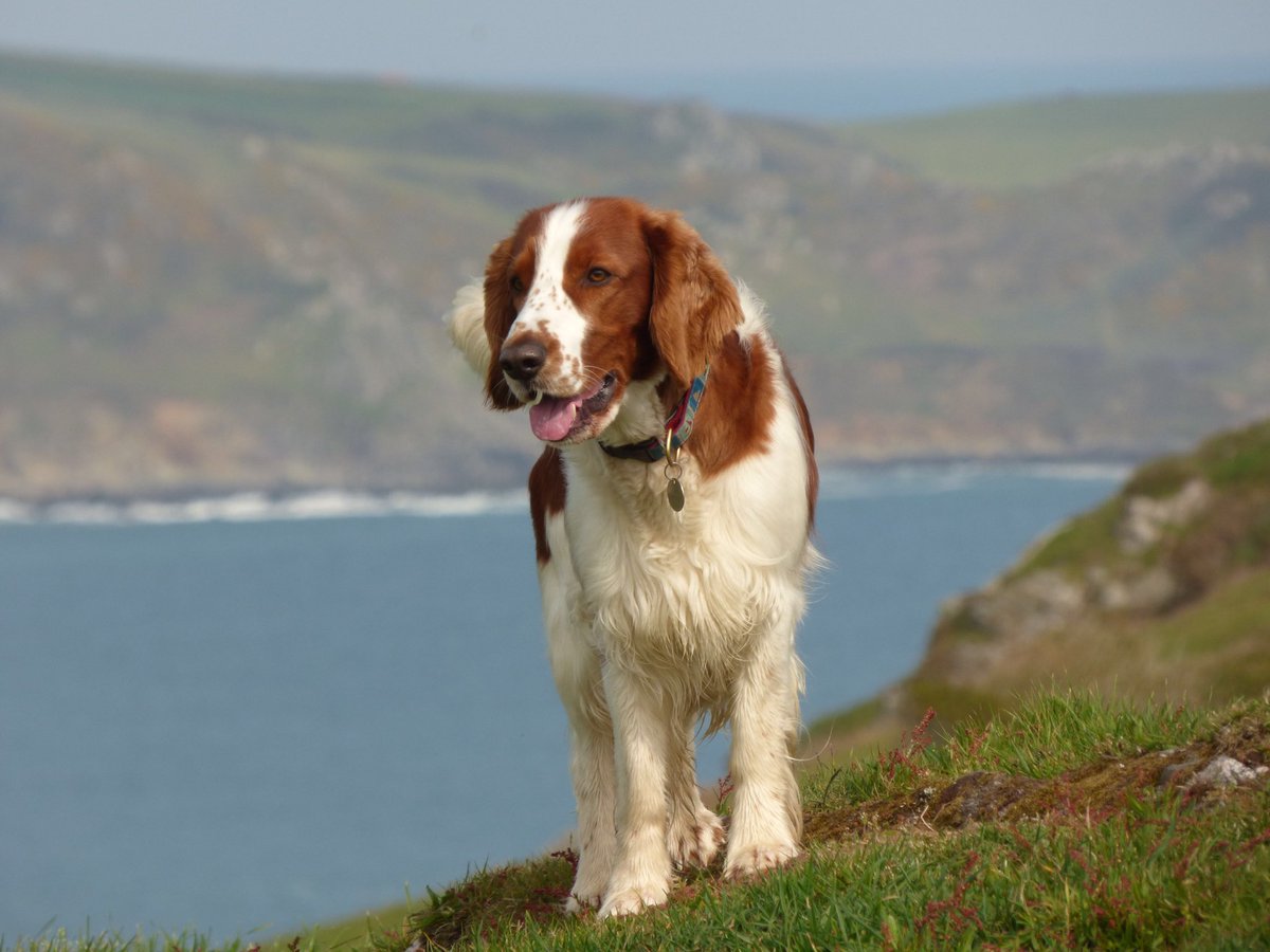 Forthglade's tweet image. Have experienced the natural beauty of @SouthWestCoastPath? Enter their competition via our website to be in with a chance of winning some amazing prizes! Competition closes on 24th March! #PawsonthePath Photo Credit: Lindsay Russell 
forthglade.com/win-stuff/swcp…