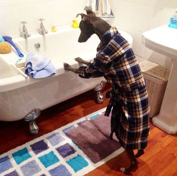 archangelicpups's tweet photo. When a problem comes along...you must whippet https://t.co/9B2OI60QLY