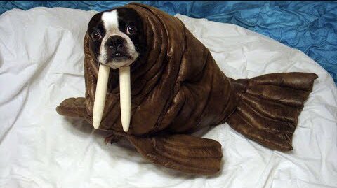 archangelicpups's tweet photo. you could this costume is a little...dograding https://t.co/laow8Njfyp