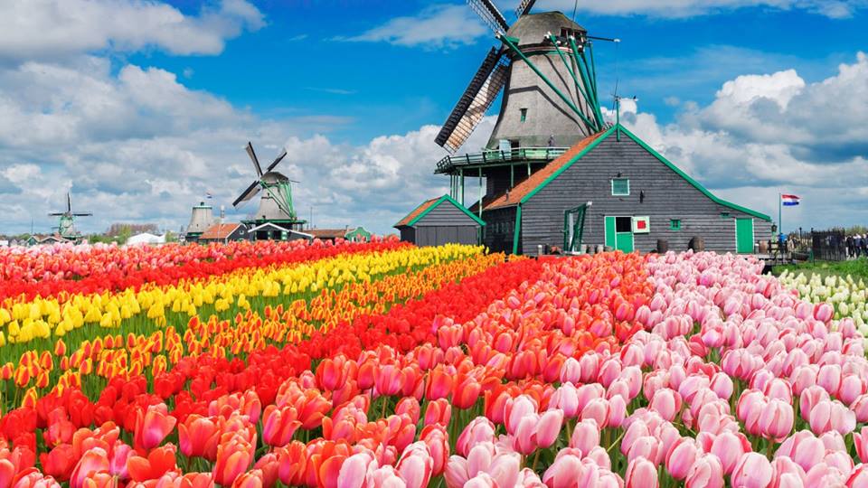 Holland_IND's tweet photo. Do you know that the @visitkeukenhof is the largest flower garden on Earth, with approximately seven million bulbs with a total of 800 varieties of #tulips, covering an area of 32 hectares (79 acres)?🌷💐
📍#Amsterdam
#HelloHolland #Holland #Netherlads #dutch #nturelovers https://t.co/txMc2tPVhw