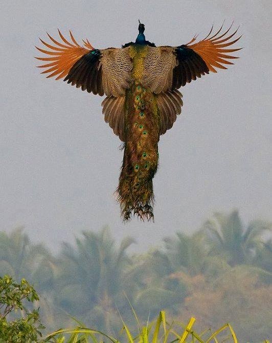 Ever seen a peacock in flight?