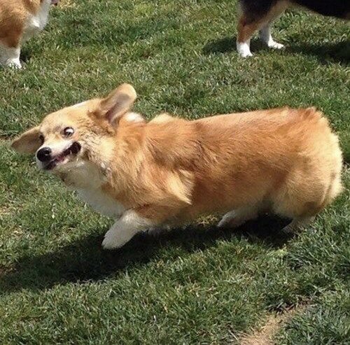 archangelicpups's tweet photo. “Went to a corgi meet up the other day. The other corgis are all looking at the ball. Mine on the other hand is derping really hard” https://t.co/LlierTcgF1