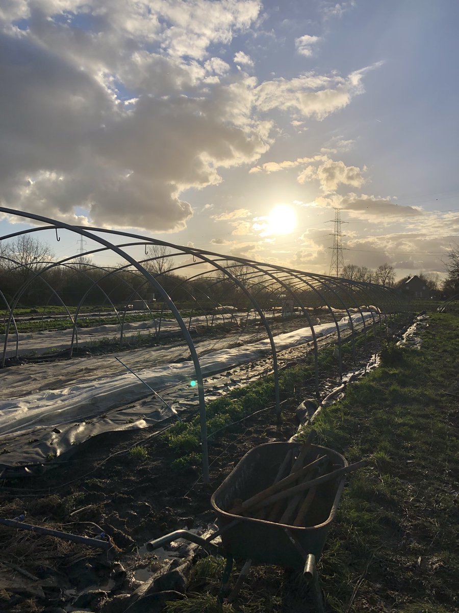 StephaJacobs's tweet image. Vanaf dit seizoen stap ik mee in het CSA systeem van plukboerderij Land Van Duwijck. Vorige week waren alle tunnels gaan waaien. Even de handen uit de mouwen gaan steken en nu staan de bogen voor de nieuwe tunnels er alvast weer. #korteketen #community #bio #steunjeboerin