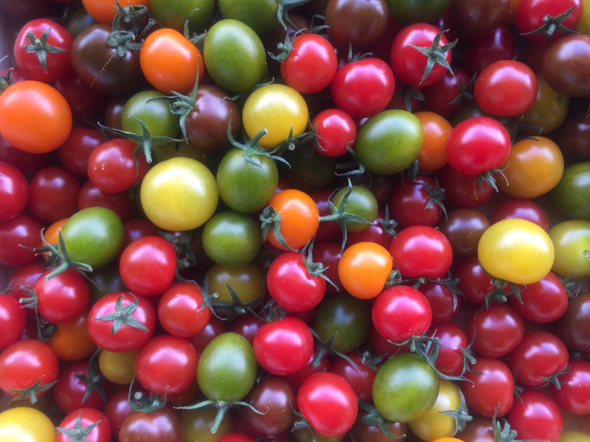 FirstChoiceVeg's tweet photo. MIGNONETTE TOMATOES very small cherry tomatoes so sweet just delicious,beautiful array of colours sold by the box (1.5kg) #sweetcherrytomatoes #wonderfulcolours #tomatoes #tomato #frenchcherrytomatoes #foodporn @GauthierSoho @chef_chantelle @thechefsforum @DunkyJP @theneary1971 https://t.co/ZMGaJpdOWY