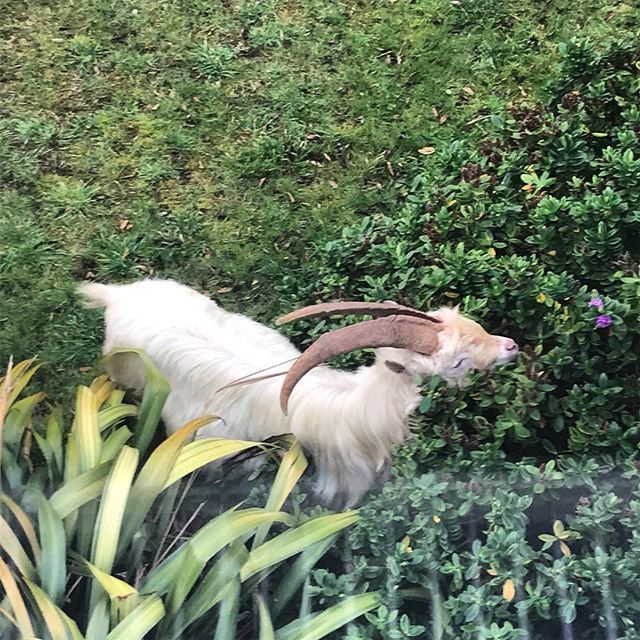 Oh well. Weekly morning visit from the Great Orme Goats. They seem to like this spot in our garden... #greatormegoats #veggiebreakfast #northwaleslife #llandudno ift.tt/2JlLXEN