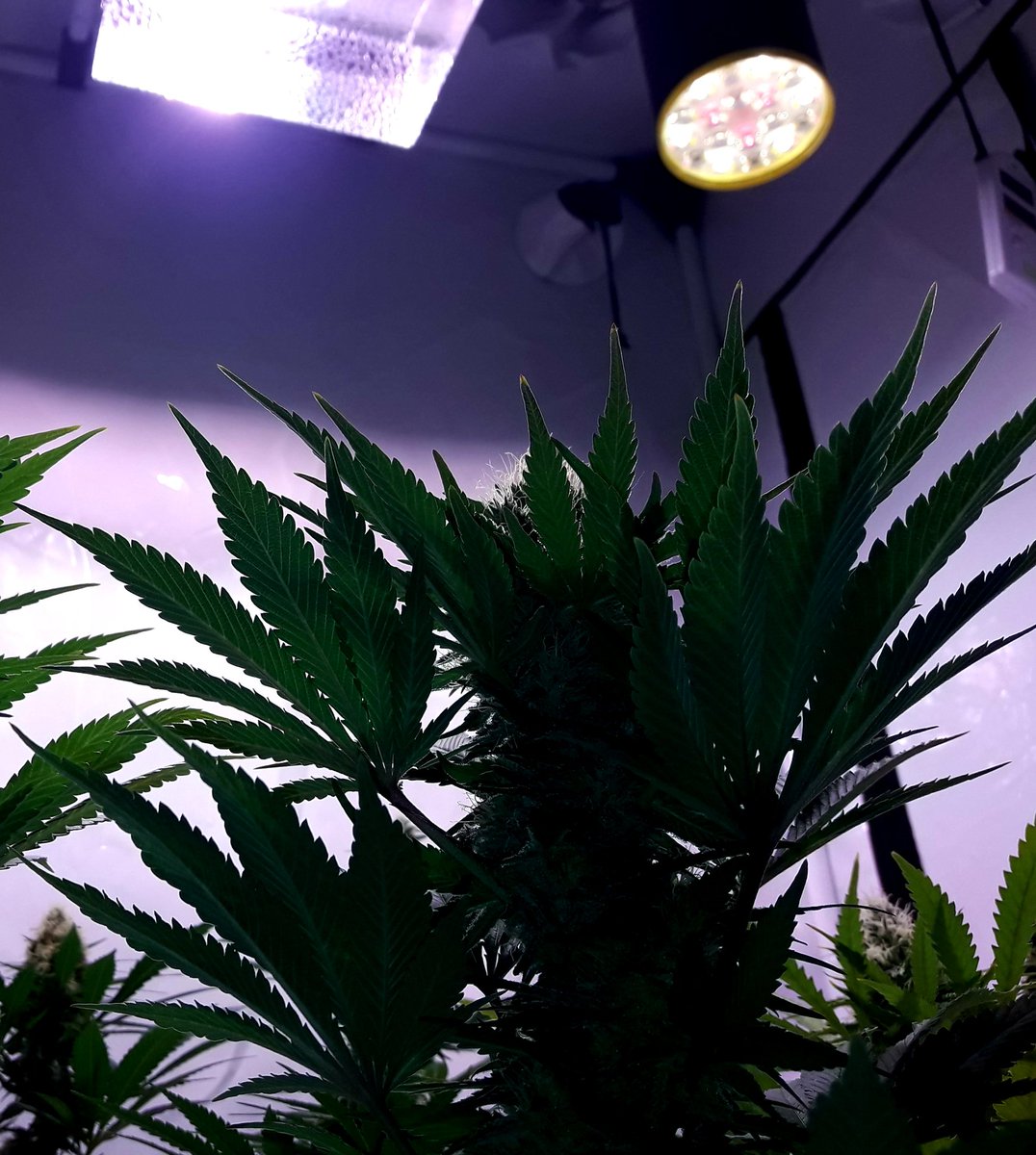 AdrycManellson's tweet photo. Weed Día Verde Mundo.
Recién arribados de una agotadora @FeriaSpannabis a nuestra Ensenada,
Hoy con #MatanusK @GeaSeeds,
A Quiénes por cierto,
Ni tiempo tuve para visitar🙏,
Mi Hada, la #Crew #AdrycManëllsonTesterTeam @HempCropEs y yo Os Saludamos.
Alegría, Paz, Olas y Semis;-))) https://t.co/cIW1EyDBgq