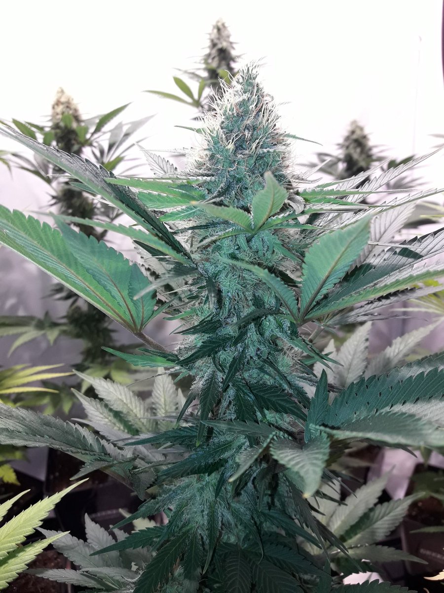 AdrycManellson's tweet photo. Weed Día Verde Mundo.
Recién arribados de una agotadora @FeriaSpannabis a nuestra Ensenada,
Hoy con #MatanusK @GeaSeeds,
A Quiénes por cierto,
Ni tiempo tuve para visitar🙏,
Mi Hada, la #Crew #AdrycManëllsonTesterTeam @HempCropEs y yo Os Saludamos.
Alegría, Paz, Olas y Semis;-))) https://t.co/cIW1EyDBgq