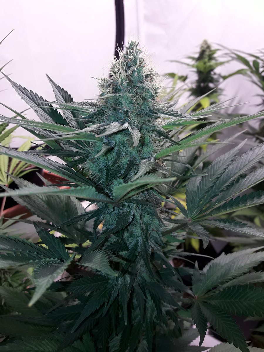 AdrycManellson's tweet photo. Weed Día Verde Mundo.
Recién arribados de una agotadora @FeriaSpannabis a nuestra Ensenada,
Hoy con #MatanusK @GeaSeeds,
A Quiénes por cierto,
Ni tiempo tuve para visitar🙏,
Mi Hada, la #Crew #AdrycManëllsonTesterTeam @HempCropEs y yo Os Saludamos.
Alegría, Paz, Olas y Semis;-))) https://t.co/cIW1EyDBgq