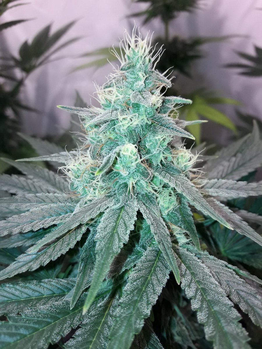 AdrycManellson's tweet photo. Weed Día Verde Mundo.
Recién arribados de una agotadora @FeriaSpannabis a nuestra Ensenada,
Hoy con #MatanusK @GeaSeeds,
A Quiénes por cierto,
Ni tiempo tuve para visitar🙏,
Mi Hada, la #Crew #AdrycManëllsonTesterTeam @HempCropEs y yo Os Saludamos.
Alegría, Paz, Olas y Semis;-))) https://t.co/cIW1EyDBgq