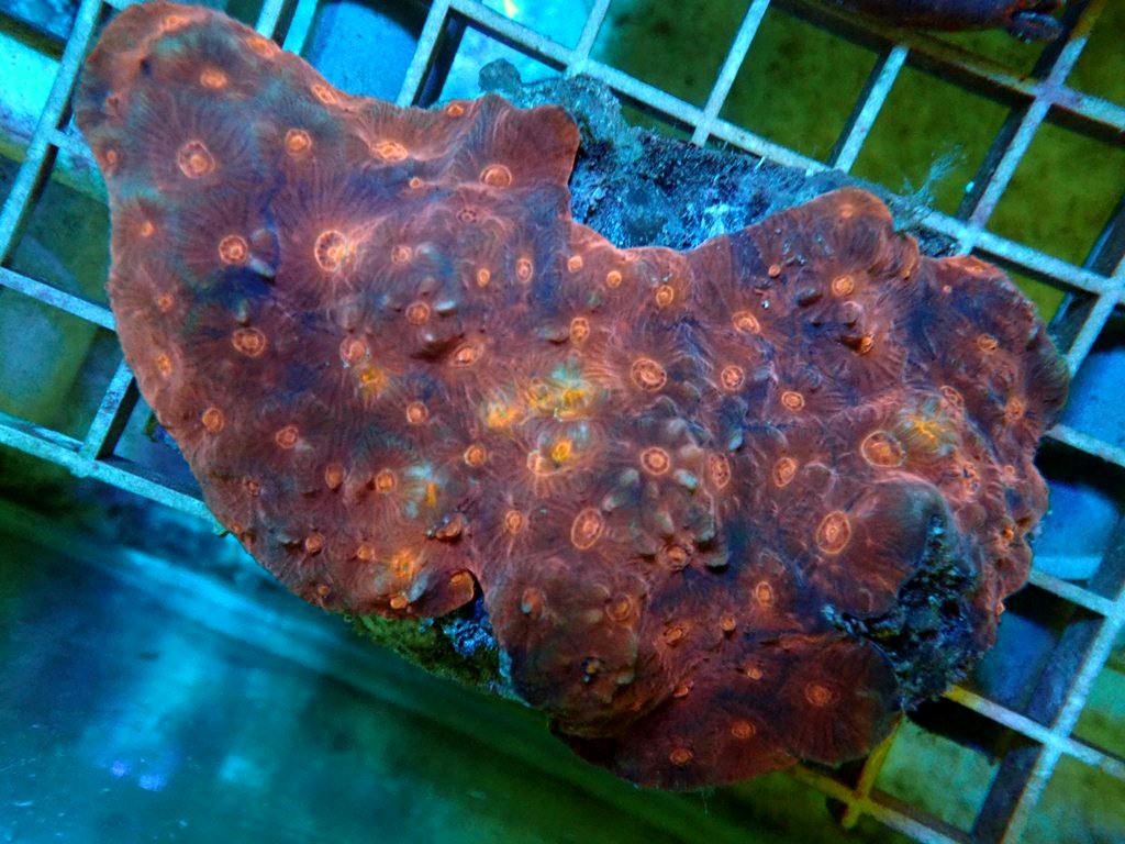 ReefSwiss's tweet photo. Swiss Coral Farm
https://t.co/FQU8Wb1K1z https://t.co/lQ2ZVgvqiz