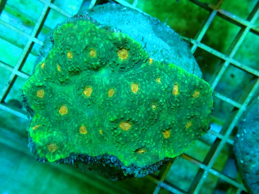 ReefSwiss's tweet photo. Swiss Coral Farm
https://t.co/FQU8Wb1K1z https://t.co/lQ2ZVgvqiz