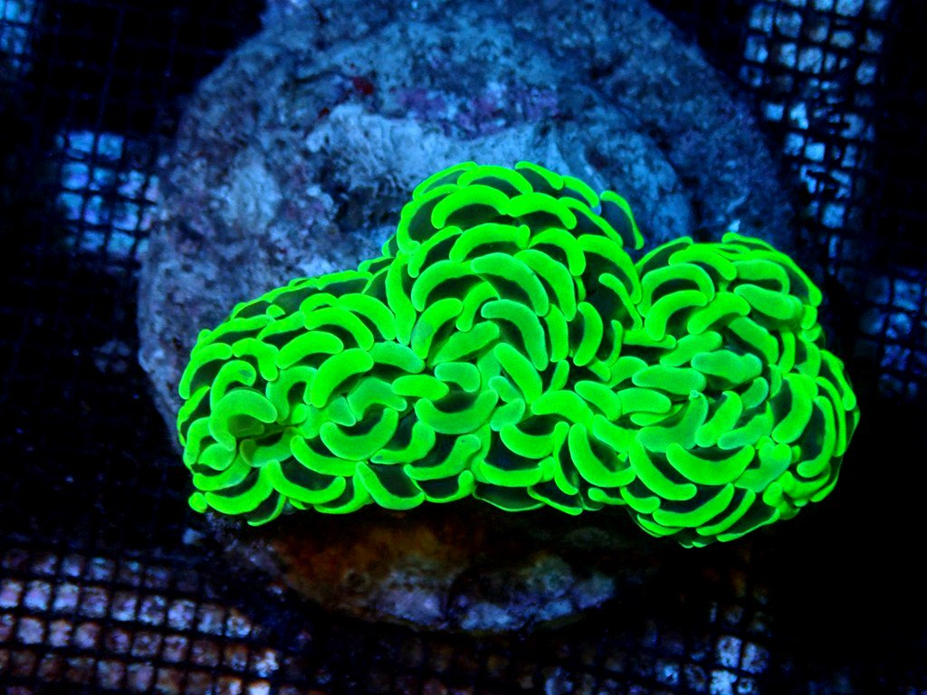 ReefSwiss's tweet photo. Swiss Coral Farm
https://t.co/FQU8Wb1K1z https://t.co/lQ2ZVgvqiz