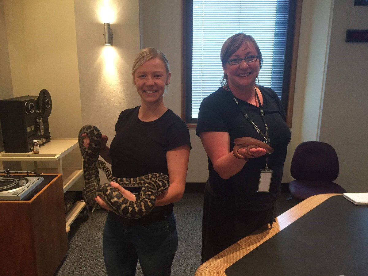narellegraham's tweet photo. hers is bigger! Tamara from #animalsanonymous let me meet Steve and Gus! https://t.co/gOyqrQDltS