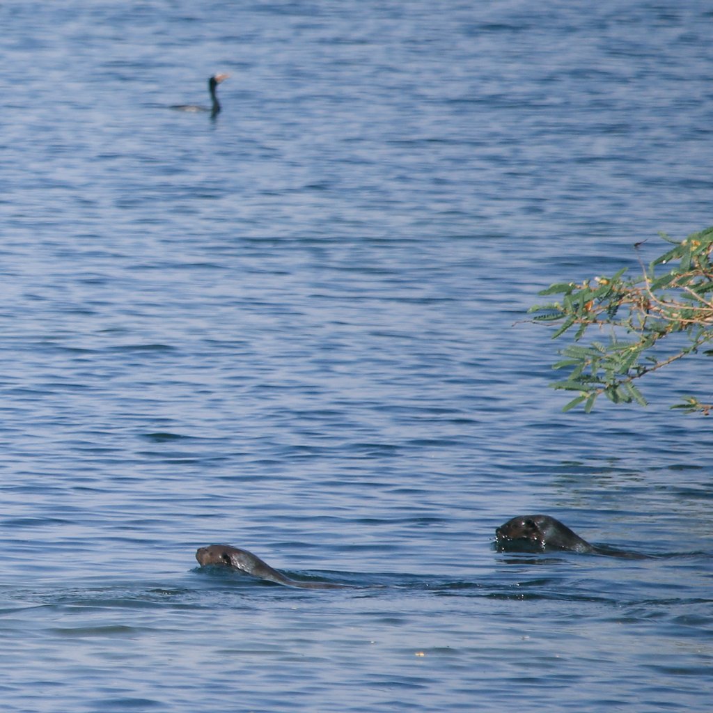 ottercognition's tweet photo. One of the otter project team is  @ngambaisland in Lake Victoria, Uganda, and has been lucky enough to see some spotted neck #otters swimming by.  #otterspotting https://t.co/eLOe8HSAMC