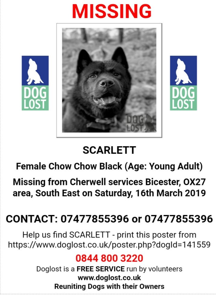 MissingPetsGB's tweet photo. 🐕 #missing #dog SCARLETT 
#ChowChow last seen 16 Mar 
Cherwell services #Bicester #OX27
If seen please call number on poster for owner.
#lost #lostdog #scanme 
#missingdog #dogsoftwitter
https://t.co/ELgZZGjcas https://t.co/i6elRu2ygf