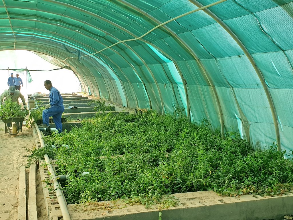 بمناسبة بدء أسبوع البيئة، تقدمت المؤسسة العامة للري بدعم الرابطة ب٥٠٠ شتلة متنوعة من أشجار؛
 السدر، الغاف، اللوز الهندي، الحناء.
و ذلك سيساهم في مساندة الرابطة في أنشطتها المتنوعة خلال أسبوع البيئة. 
نتقدم بالشكر الجزيل ل <a href="/siogov/">المؤسسة العامة للري</a> و المهندس عبدالعزيز الرشود و المهندس  <a href="/hs_hussain/">م .حسين السليمان 🇸🇦</a>