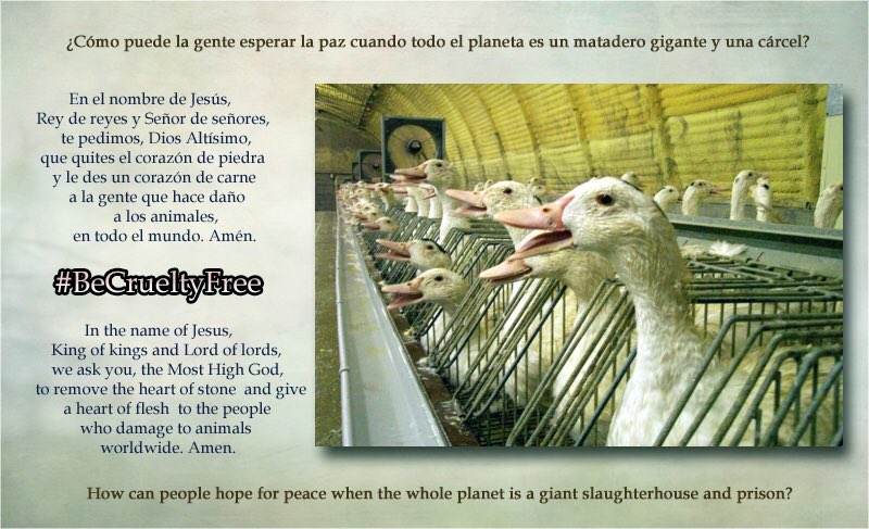 girasol2201's tweet image. #BanFoieGrass #OpElephant
#BoycottTheCircus
#OpAnimalTesting #OpRodeo #OpIditarod #PuppyMills #FarmLife 
#OpFunKill #HuntTheHunters #BanBullFights #ÚnetealaManada
#BanHorseCarriages #BanCircusAnimals #OpHorse
 #Dairy #StopTheCull #OpPolarBear #BanGlueTraps #BanHorseSlaughter