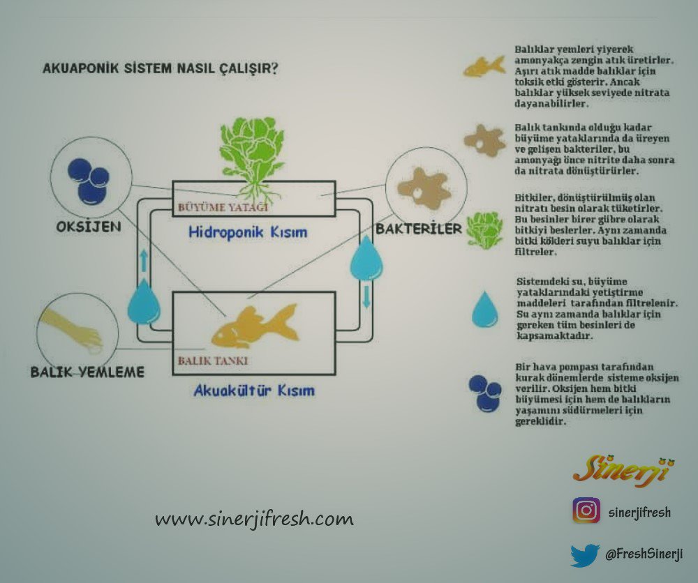 sinerjifresh's tweet photo. İnovasyon ve teknoloji etkilesiminin olumlu yansimasini  son zamanlarda tarim sektöründe de çokça görmeye başladık.  Bu bağlamda bu gün sizlere 'Aquaponik' ( Aquaponic ) sistem hakkında bilgi vermek istedik. #sinerji #hydroponics #aquaponic #yassebzemeyve #tarim #Exports https://t.co/MYhQpMxpGm