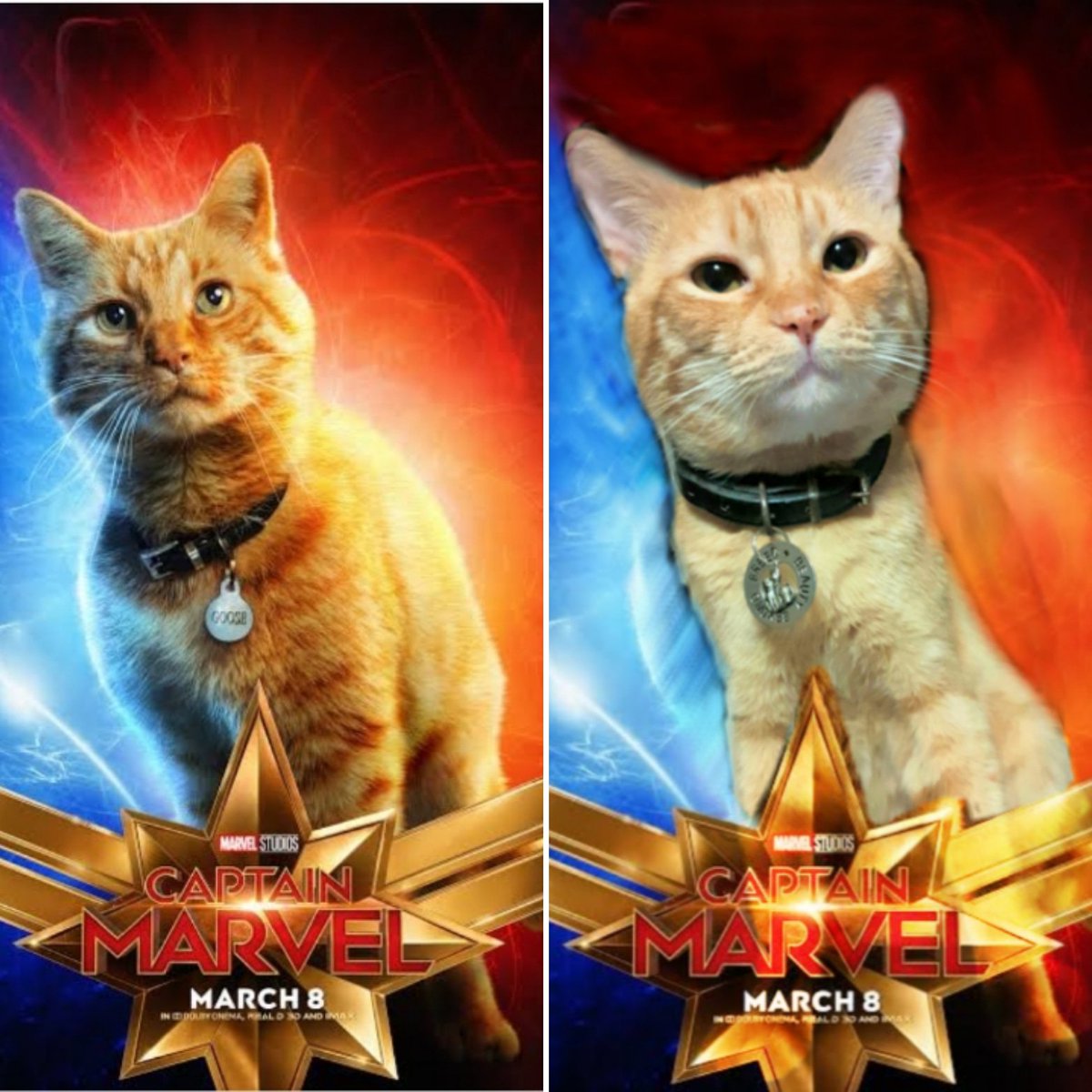 fudgelionheart's tweet photo. #AgentOrange does a mean #GooseTheCat imPURRsonation, he myt b a #shapeshifting #Skrull 😹 What I call a meowrvelous #Flerken feline! Hairier, Fatter, Purrther! #MarvelPhilippines
#CaptainMarvelPH #MyGoose
#CaptainMarvel #cats
#BrieLarson #MCU
#AdoptDONTshop
#캡틴마블_우리집구스 https://t.co/4Xhnr96r89