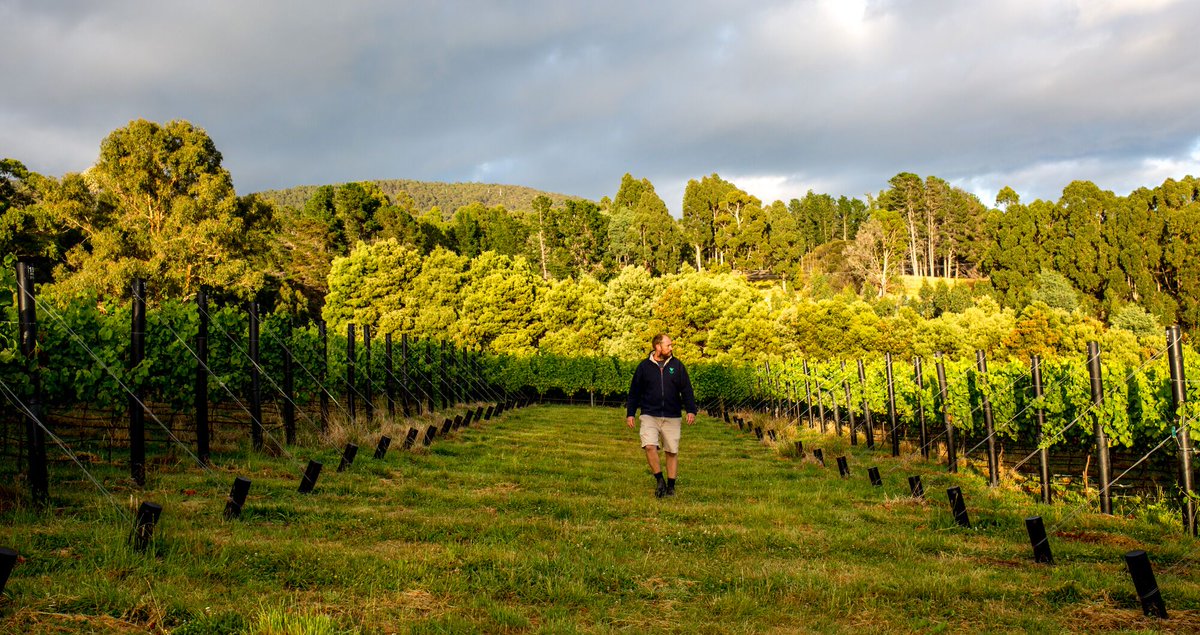 Winsor Dobbin (@winsordobbin) on Twitter photo Discover six small #wine producers thriving in #Tasmania. ausbt.com.au/tasmania-s-coo… <a href="/WineTasmania/">Wine Tasmania</a> <a href="/VineyardPaul/">Vineyard Paul</a> <a href="/SSHwine/">P & G Lipscombe</a> <a href="/mewstonewines/">Mewstonewines</a> <a href="/sinapius/">sinapius</a> <a href="/StargazerWine/">Samantha Connew</a> #GalaEstate #TasmanianOrganicWine Discover six small #wine producers thriving in #Tasmania. ausbt.com.au/tasmania-s-coo… <a href="/WineTasmania/">Wine Tasmania</a> <a href="/VineyardPaul/">Vineyard Paul</a> <a href="/SSHwine/">P & G Lipscombe</a> <a href="/mewstonewines/">Mewstonewines</a> <a href="/sinapius/">sinapius</a> <a href="/StargazerWine/">Samantha Connew</a> #GalaEstate #TasmanianOrganicWine