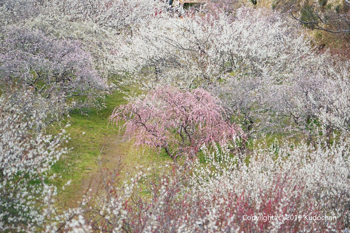 Kudochan 月ヶ瀬梅林の天神梅林 月ヶ瀬梅林は歩けば歩くほど 美しい景色に出会える梅林でした 梅の花 梅まつり 月ヶ瀬梅林 Kudochan 月ヶ瀬梅林の天神梅林 月ヶ瀬梅林は歩けば歩くほど 美しい景色に出会える梅林でした 梅の花 梅まつり 月ヶ瀬梅林