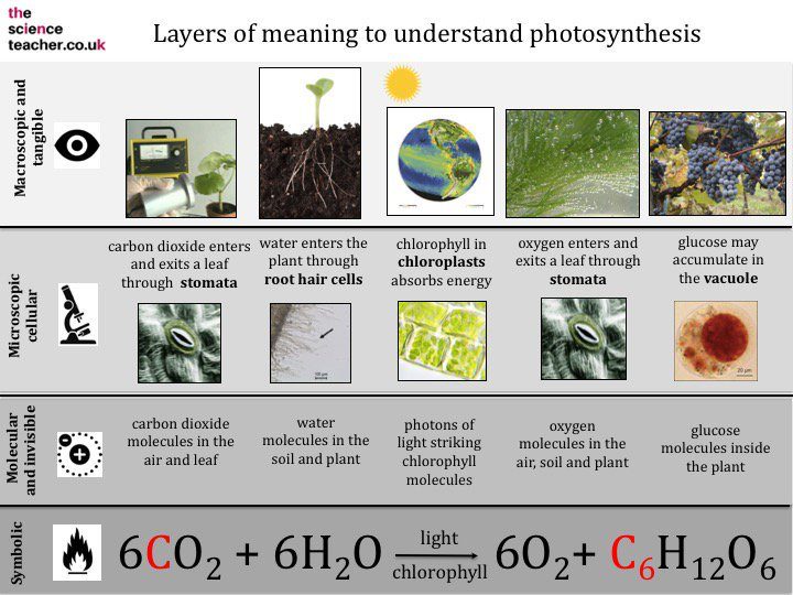 PrescotScience's tweet image. Great summary of photosynthesis