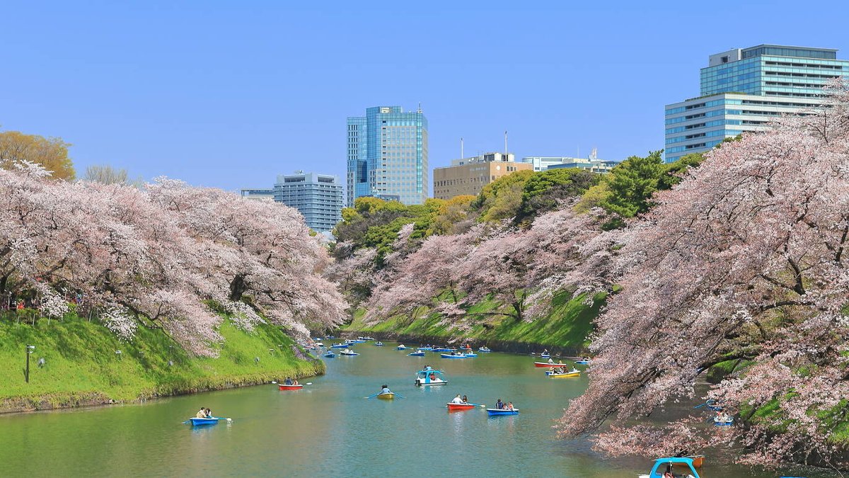 TimeOutTokyo's tweet photo. According to the forecast, cherry blossoms start to bloom this Thursday. Here are the best spots to see them. https://t.co/hD8NdcTJdn https://t.co/4w6O2n5tWP