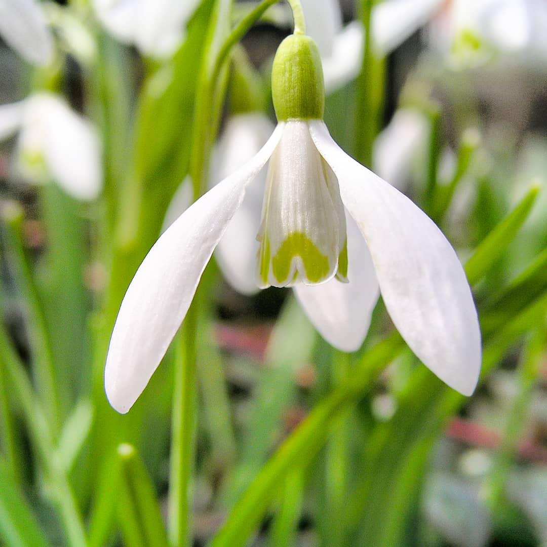 kupastudio's tweet photo. SNĚŽENKA PODSNĚŽNÍK
GALANTHUS NIVALIS
#Snezenka #Podsneznik #Galanthus #Amarylidaceae #MacroPhotography
#NaturePhotography #JizniCechy
#SouthBohemia #2k06
[○°] #Olympus #C5050Z #kupafoto #kupastudio #PavelKubes https://t.co/eI95aonNhQ