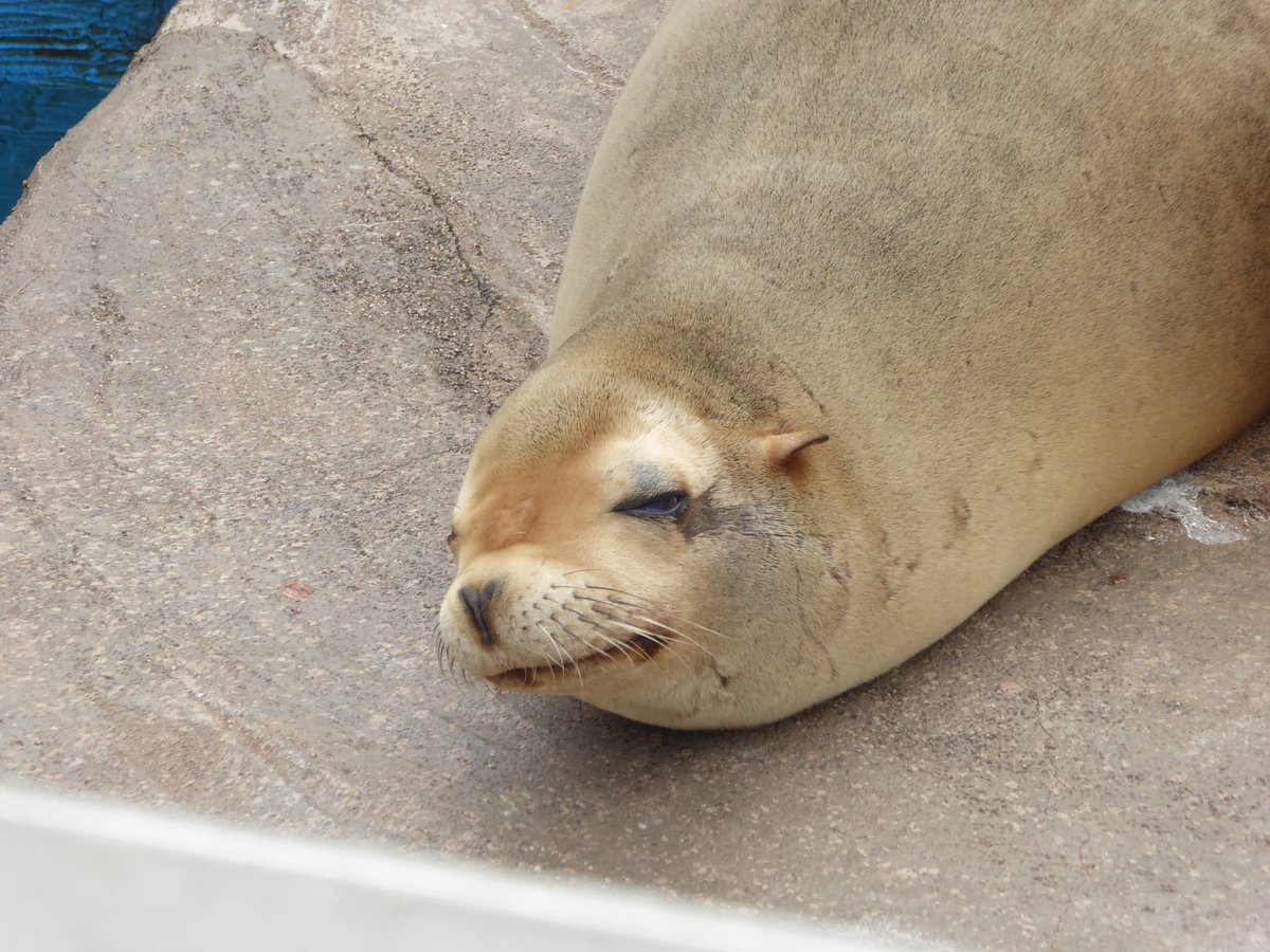 ヒョウアザラシ 赤ちゃん