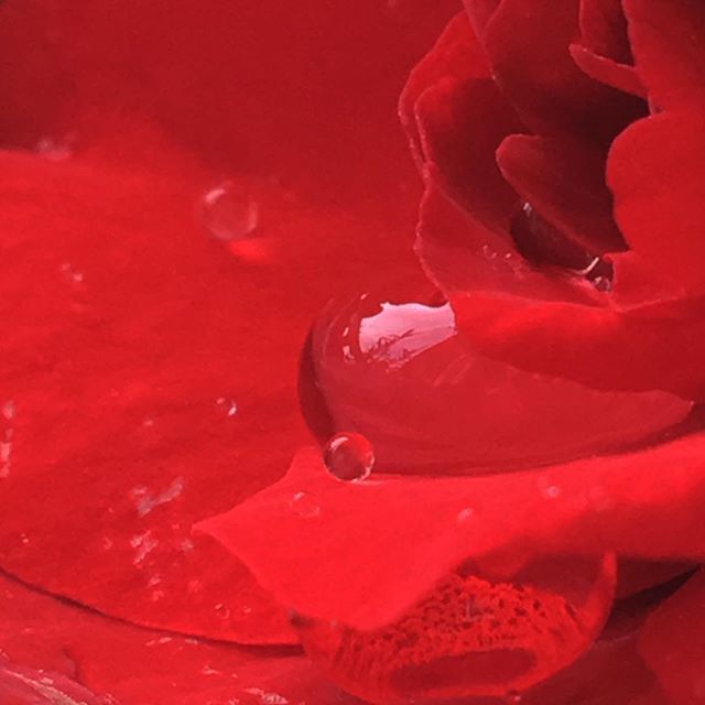 minibego's tweet photo. Prueba a fijarte en algo pequeño y piérdete dentro. #coping #zen #flower #water #begonia #redbegonia https://t.co/G9NGX9kxud https://t.co/LGjyiYMcSh