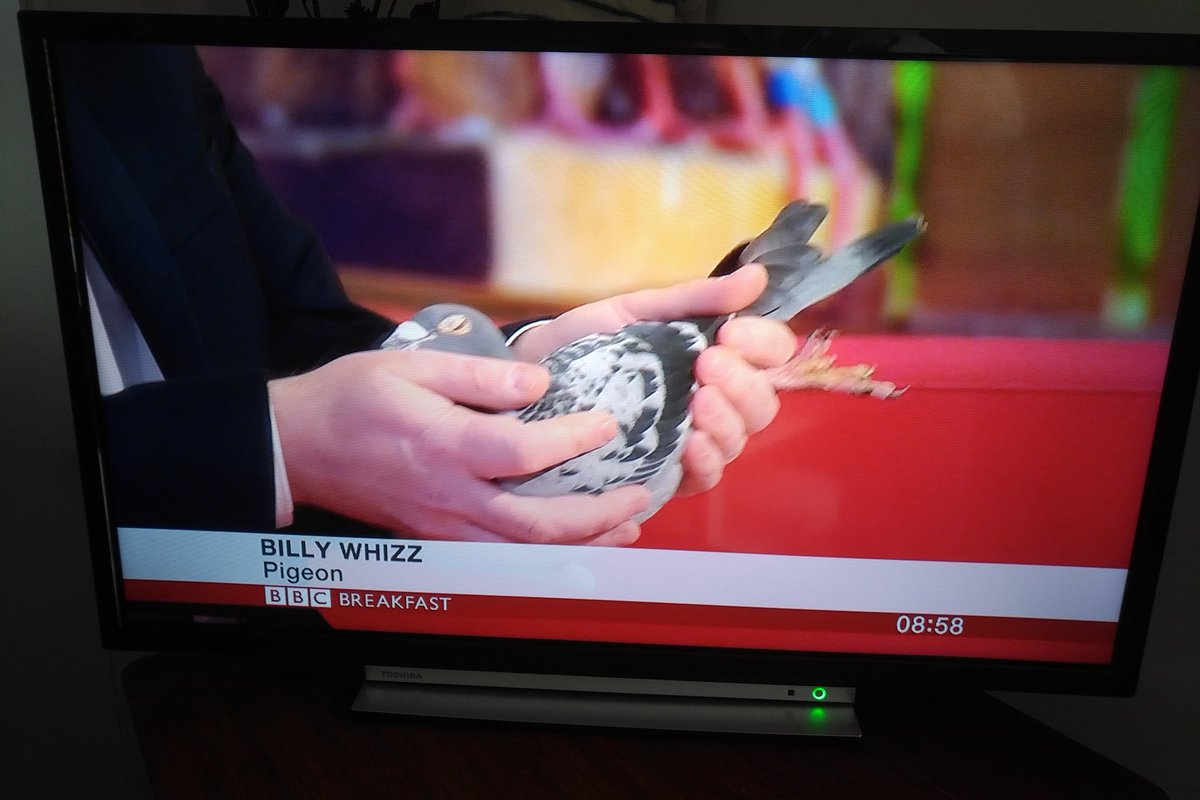 Alice_C_E's tweet image. How did this #pigeon get a job title but this @standupmaths did not? 😂 best @BBCBreakfast ever