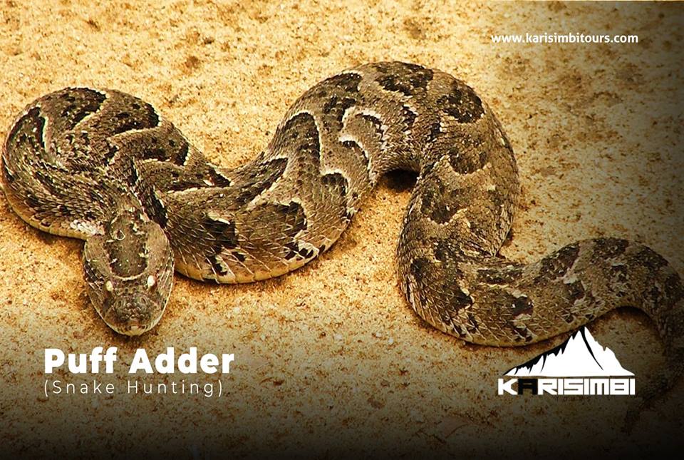 KarisimbiA's tweet photo. Most people consider #snakes as enemies; yes they might be enemies especially if provoked but they are peaceful #creatures when not provoked. #Rwanda has different species of snakes i.e #PuffAdders #Vipers #Mambas 
#VisitRwanda #ChooseDay #Travel #RwOT #TuesdayThoughts #wildlife https://t.co/OoebjOMkmI