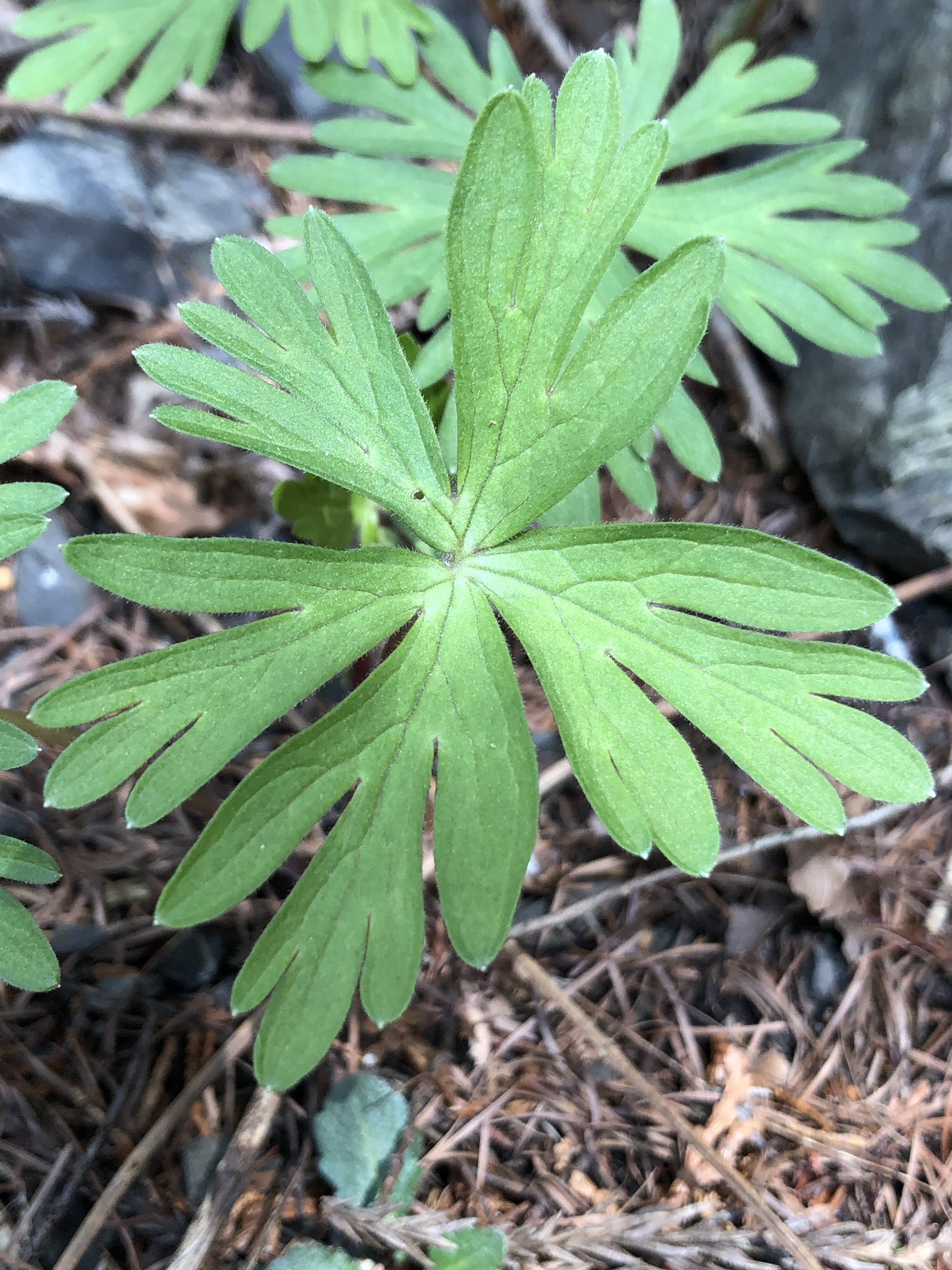 こチェ 案外早くに芽生えたので念の為 注意喚起 ゴールデンカムイ でもお馴染み ニリンソウと見間違え易い 毒草 の方 です 多分 ヤマトリカブト アイヌ語のプクサキナじゃありません スルクの方 これも食べちゃダメだ T Co Mj0ql3ooht