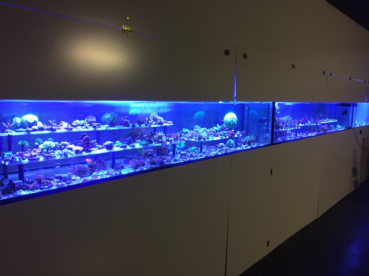 ReefSwiss's tweet photo. Neues Aquarium Geschäft in Luzern https://t.co/CFNztX2TTp