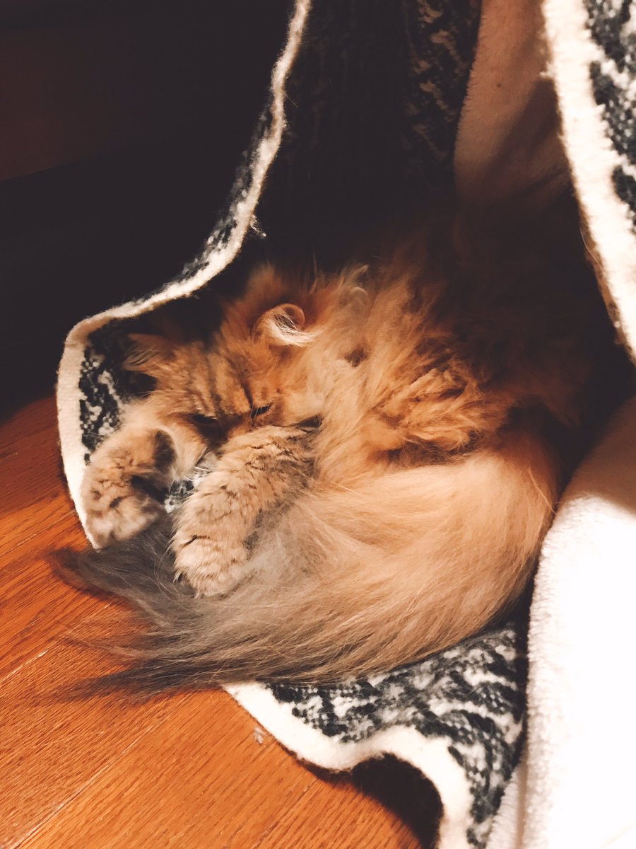 猫いない!と思ったらブランケット落としてその中にいた 