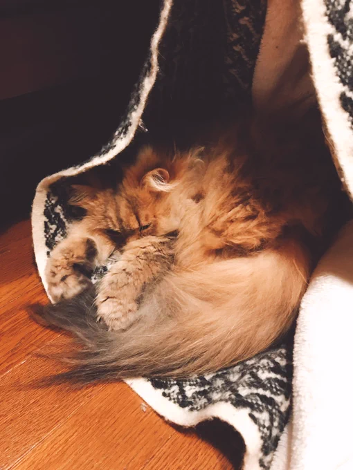 猫いない!と思ったらブランケット落としてその中にいた 