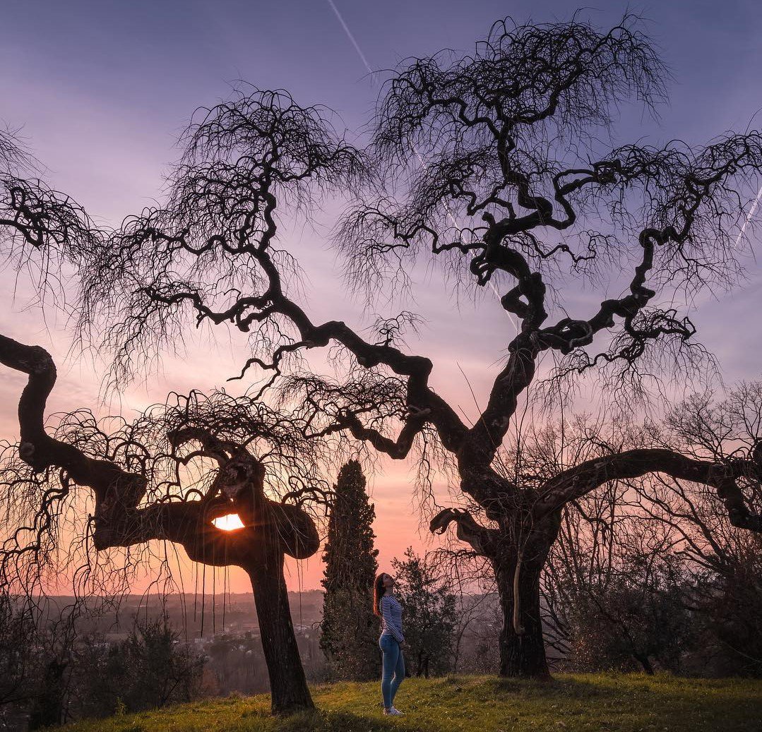 VisitFVG's tweet photo. #19marzo - Buon #SanGiuseppe e auguri a tutti i papà! Siate solide radici 🌳 e sogni verso l'infinito 💌
Ph.IG 📸 @nenarizzoo #slowFVG #FVGlive https://t.co/vBaWUu4eMl