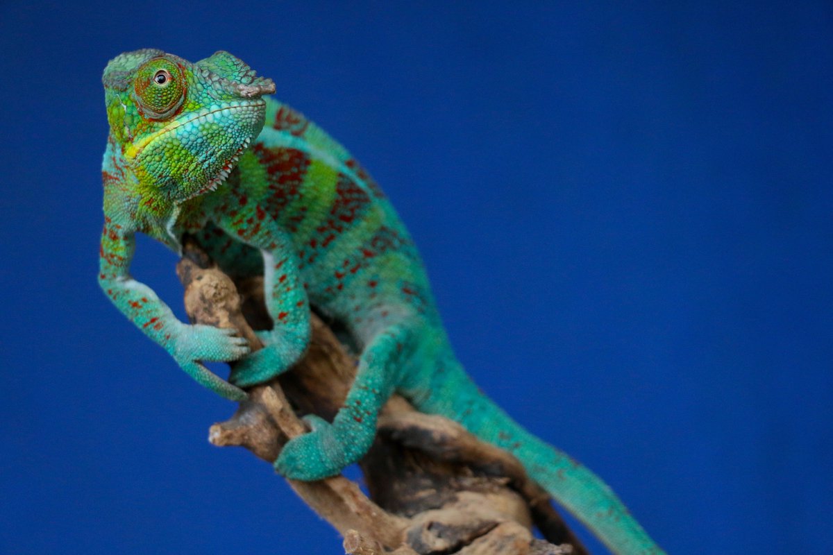 greyrootsmuseum's tweet image. KidsCamp registration opened yesterday... and already we're down to FIVE spots left for Week 6: Radical Reptiles! Other weeks are filling up quickly too -- get your registration in at greyroots.com/exhibit-event-…! #SummerFun #RadicalReptiles #SummerCamp