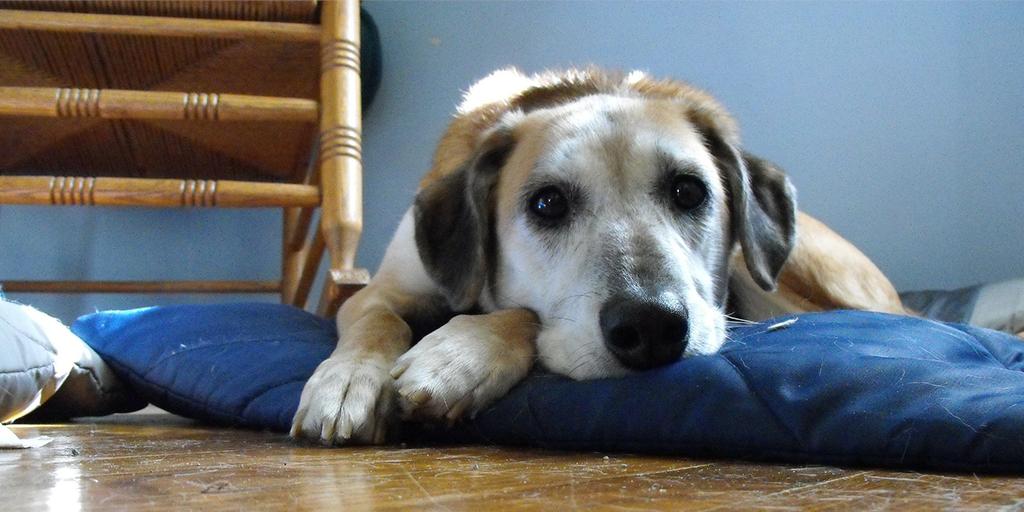 peta's tweet photo. There is NEVER an excuse for abandoning your companion animal.
They aren't disposable, they're FAMILY. #AdoptForLife https://t.co/QbcQNbYCgV