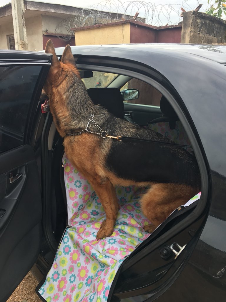 DinkumPet's tweet photo. Tired of visiting the carwash everytime your dog or pet needs to join you on a ride?

Tired of the smell and mess your pets leave behind after the drive?

Want to enjoy a distraction-free ride with your pet?

Your solution is here!

Kindly Retweet, My client might be on your TL https://t.co/o6ljvZVWWv