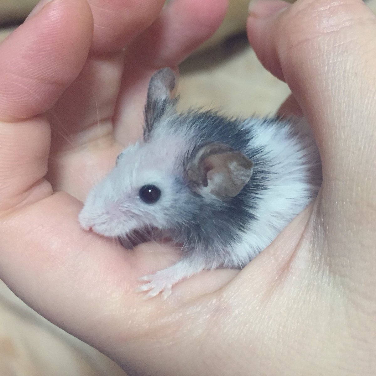 ゆるり 低浮上 そういえばパンダマウスがうちに来て2年経ったんですよ 寿命は平均2年くらいらしいんだけどエサしっかり食べてるからまだ大丈夫だと思ってる 毛並みはかなり悪くなってるけどね 長生きしてほしいな